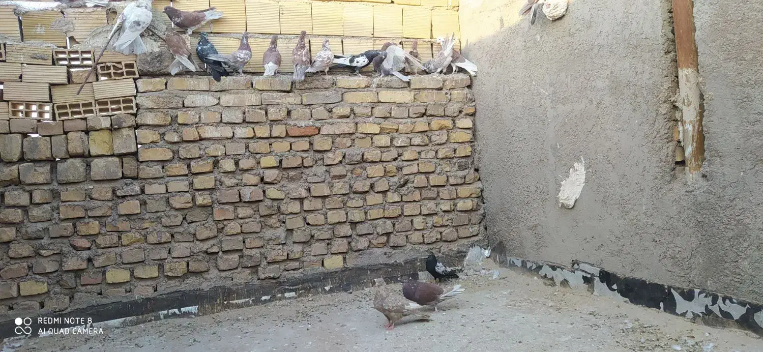 کفتر سرخ پرشی|پرنده|اردکان, |دیوار
