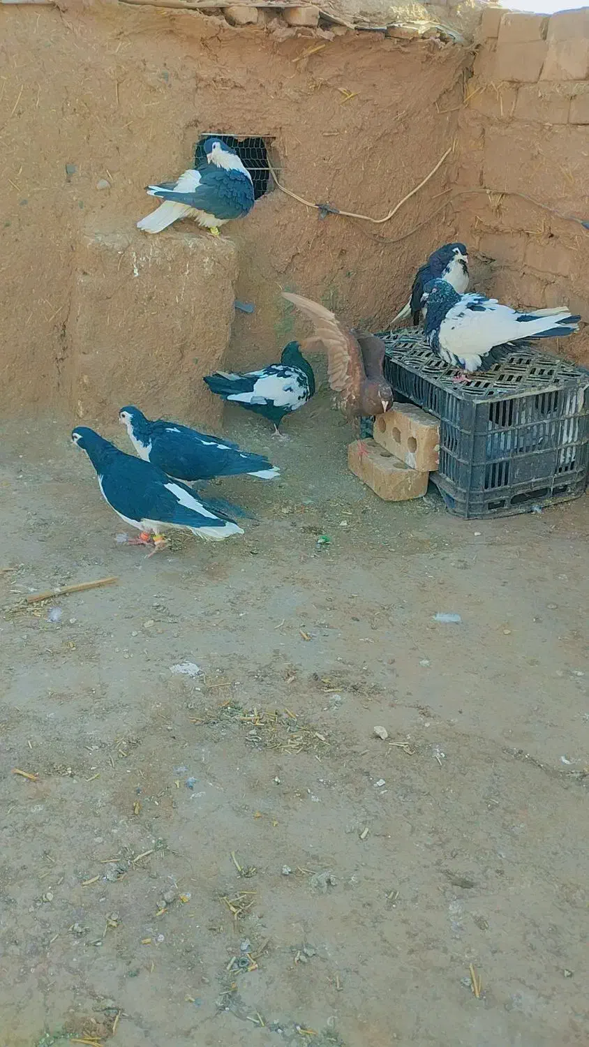 کبوتر|پرنده|تربت‌حیدریه, سرمحله|دیوار
