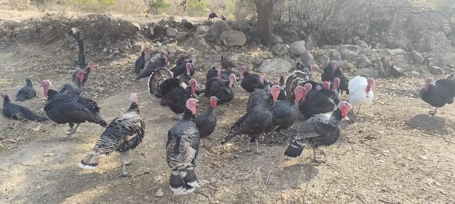 بوقلمون محلی ارگانیک|حیوانات مزرعه|پلدختر, |دیوار