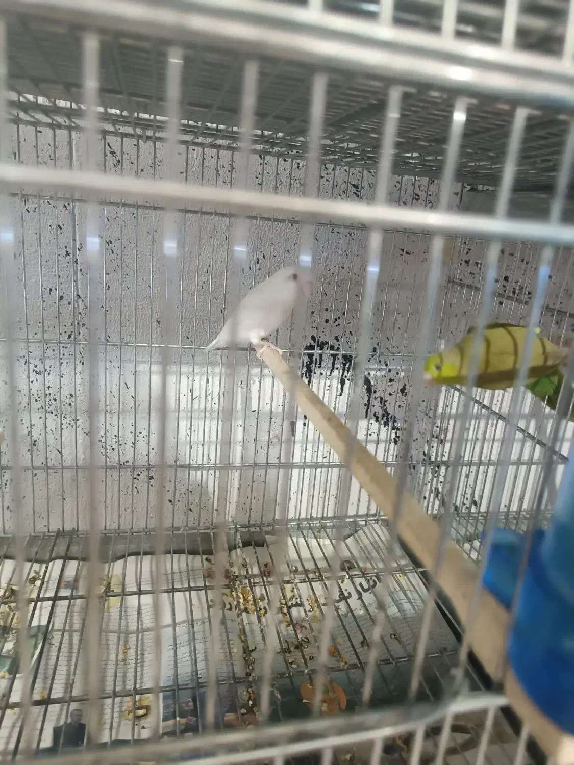 پروتلت مرغ کاسکو طوطی جا دونی مکانیزه|پرنده|قدس, شهر‌قدس|دیوار