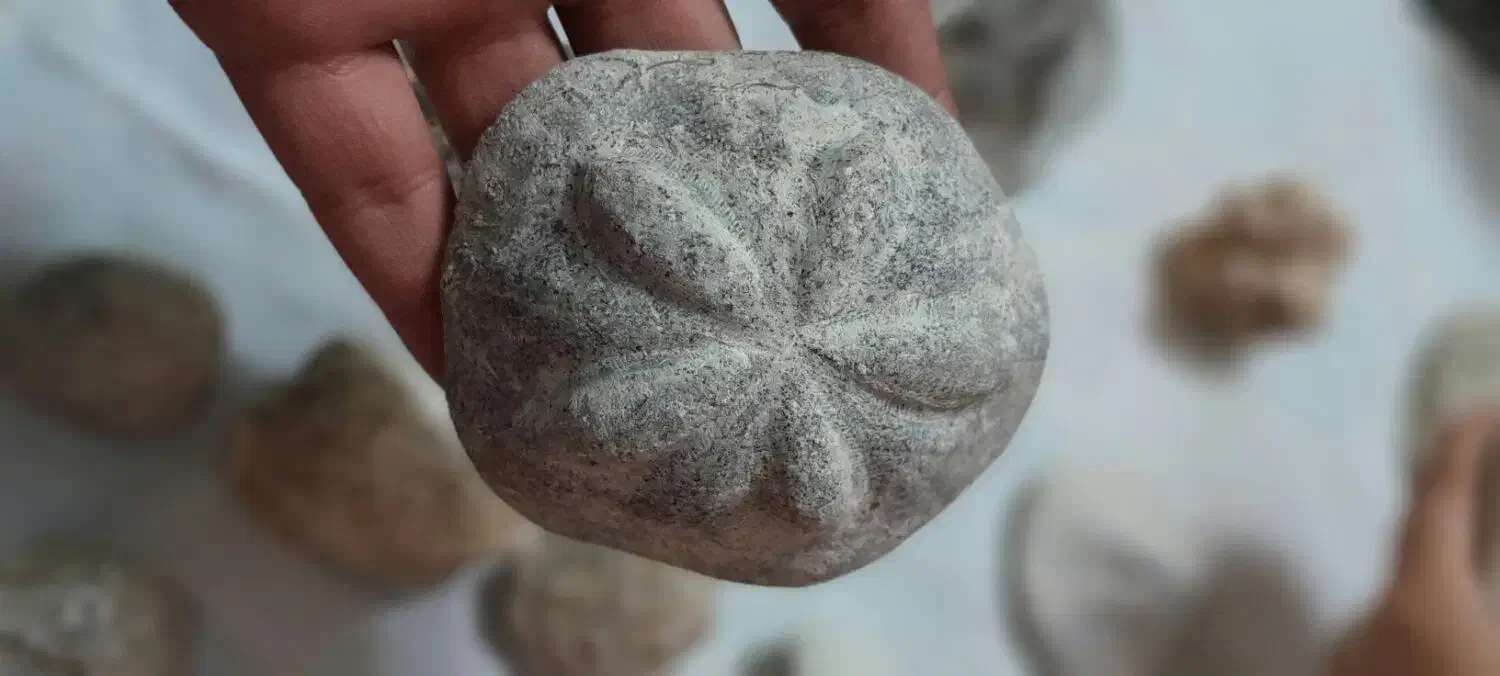 فوسیل|کلکسیون اشیاء عتیقه|زنجان, |دیوار