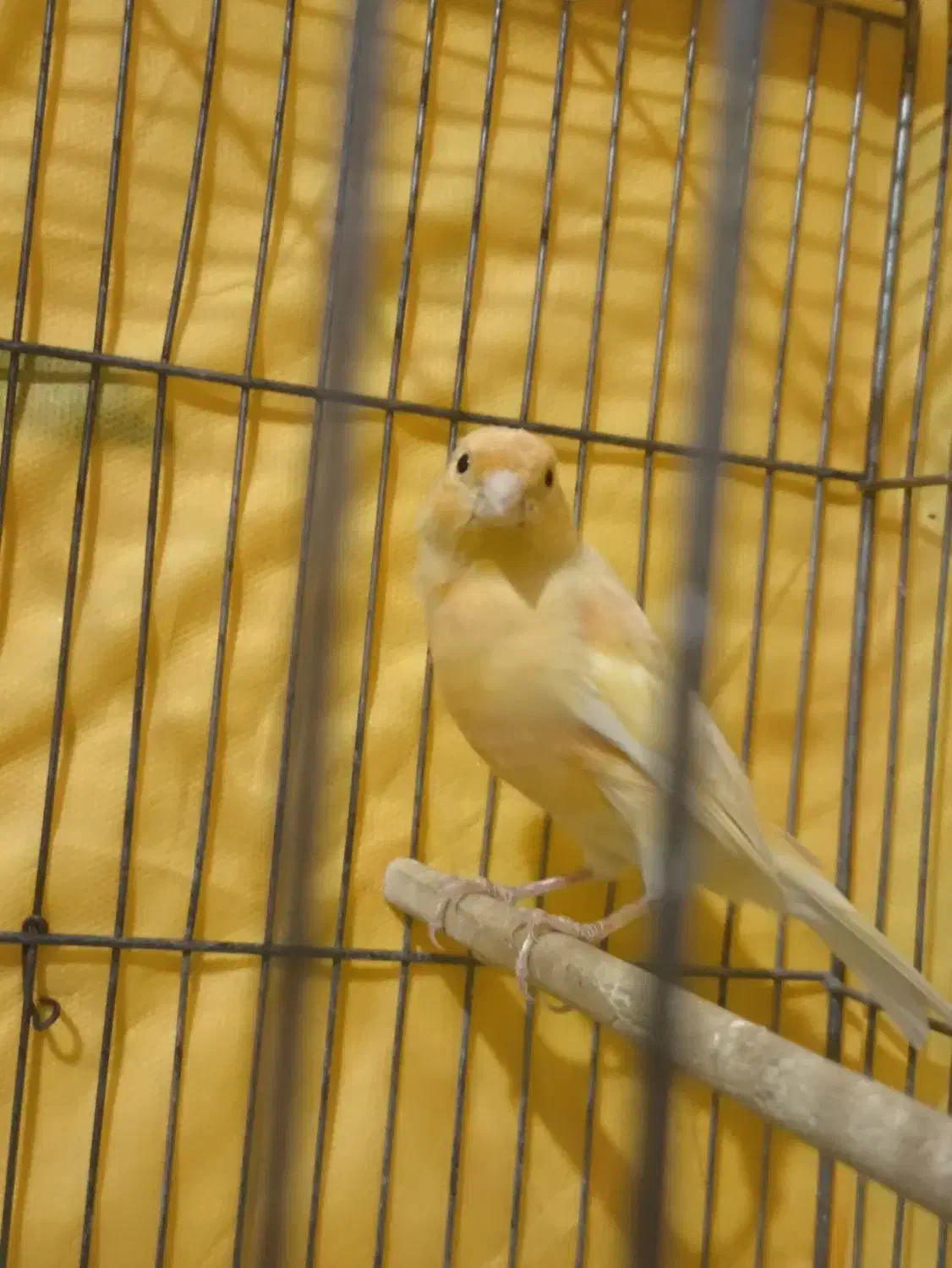 قناری|پرنده|سیرجان, |دیوار