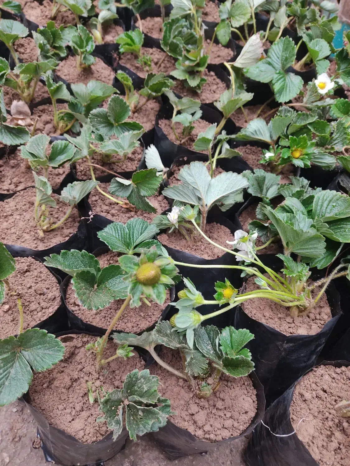 بوته توت فرنگی|گل و گیاه طبیعی|علی‌آباد کتول, |دیوار