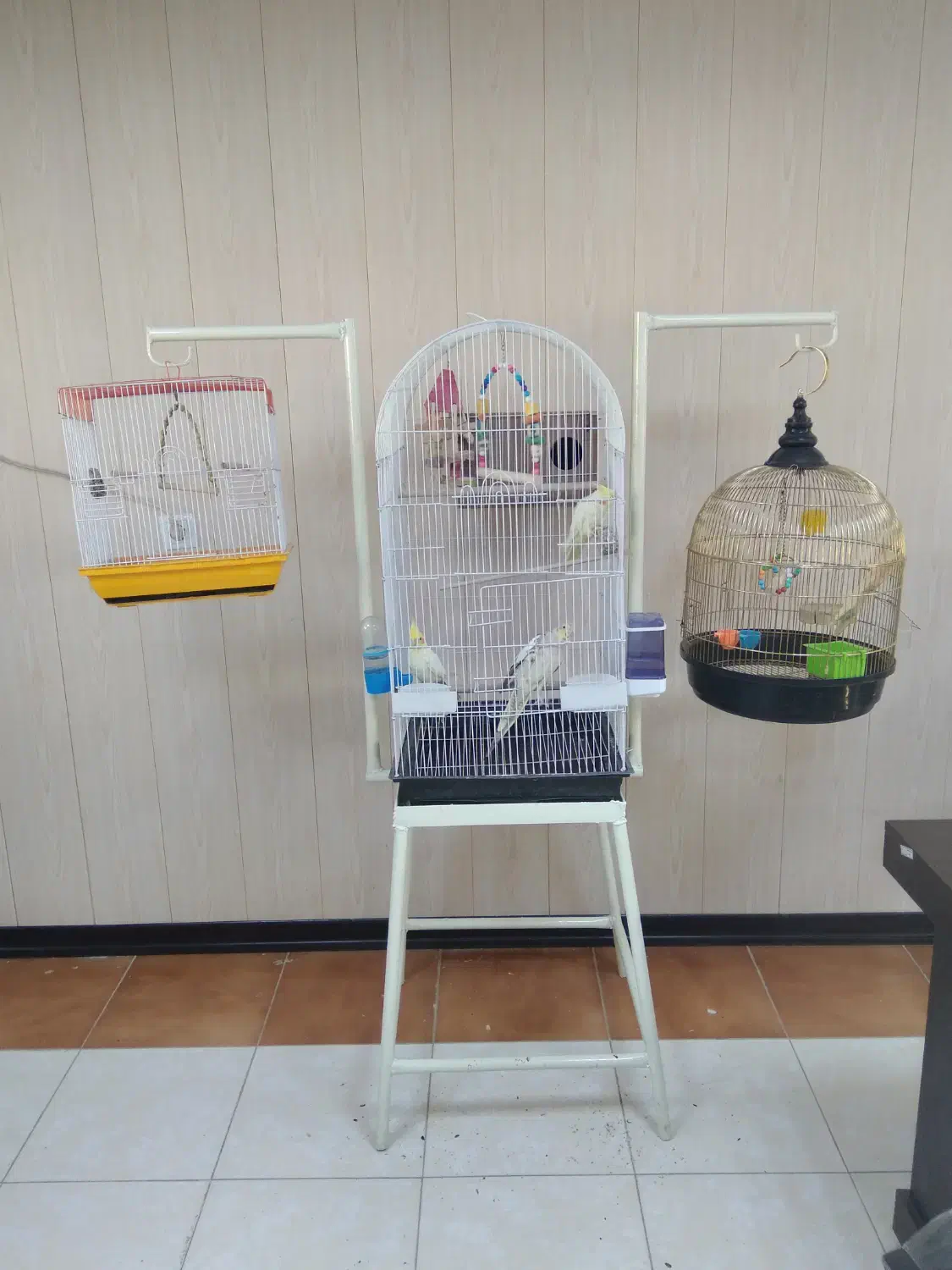 عروس هلندی به همراه قفس و استند|پرنده|رامشیر, |دیوار