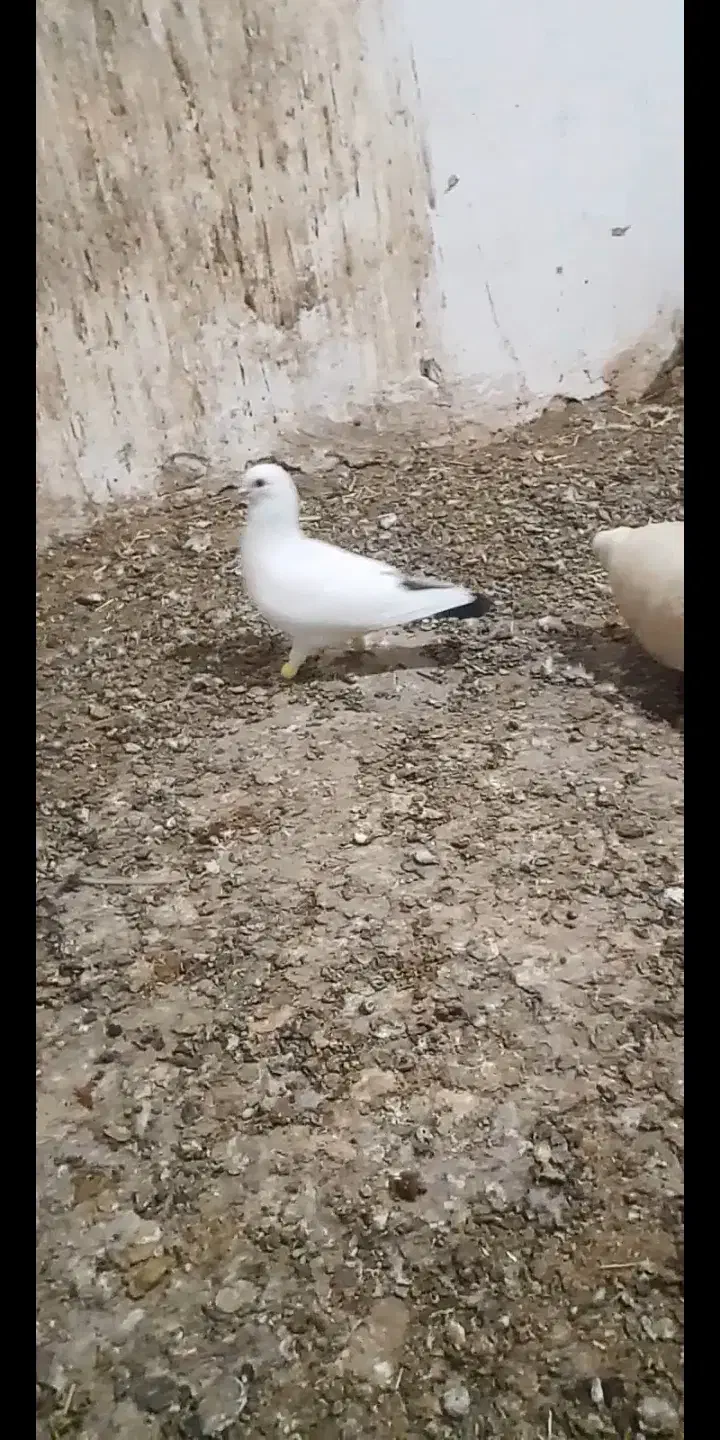 کفتر دم سیاه|پرنده|باخزر, |دیوار