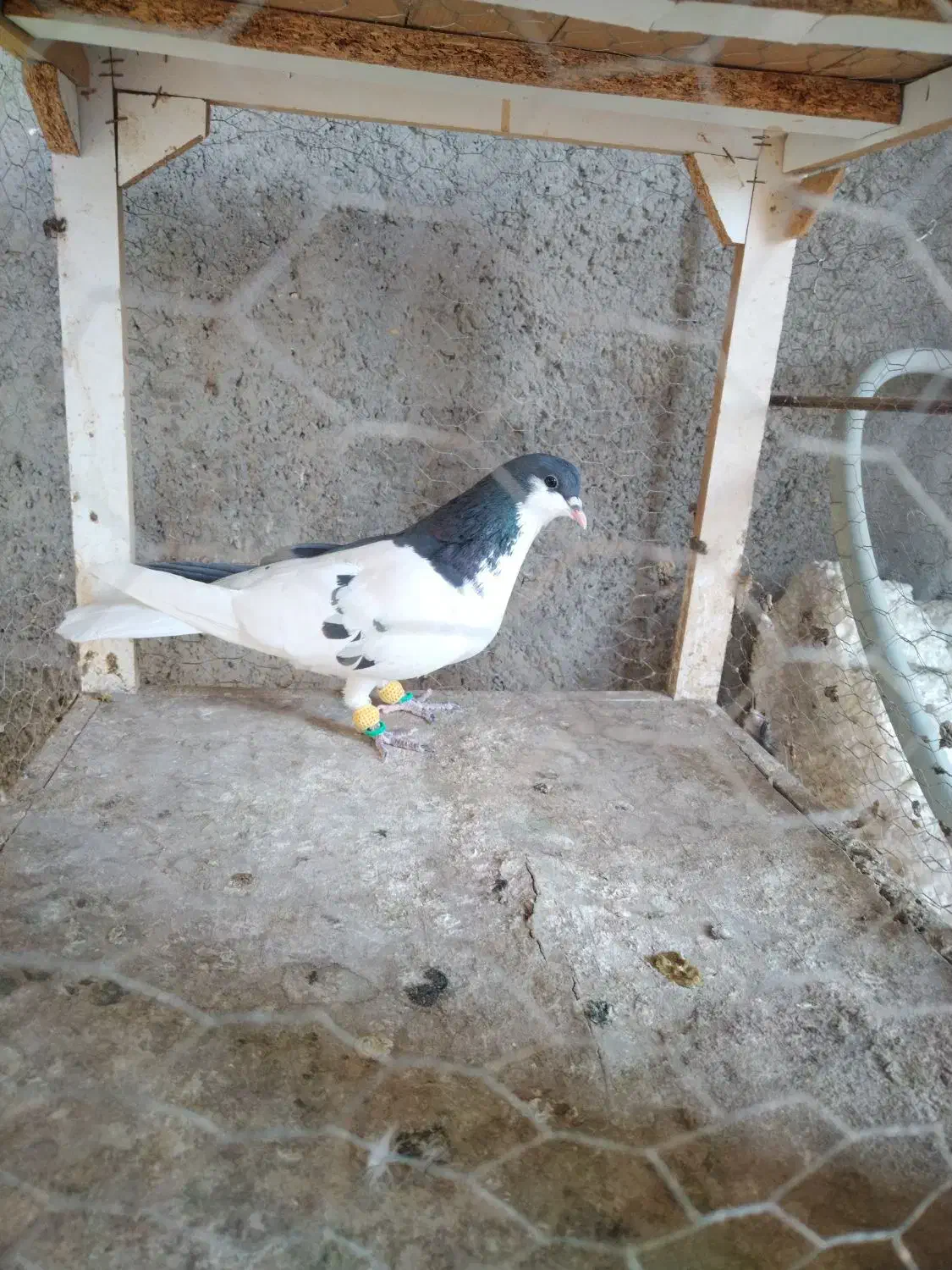 کبوتر ماده ساده اصلی|پرنده|نیشابور, ده حلاج|دیوار