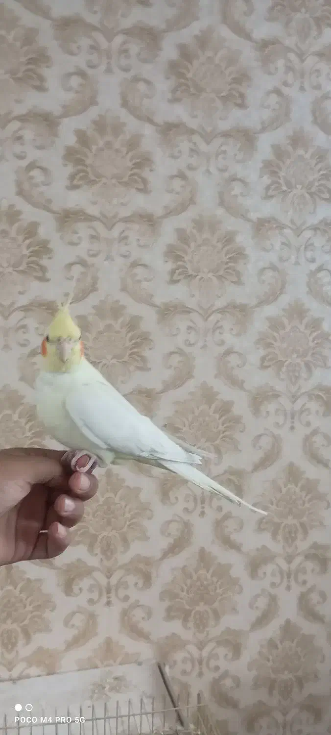 عروس هلندی ماده دستی  بالغ و مست|پرنده|پاکدشت, پاکدشت (مامازند)|دیوار