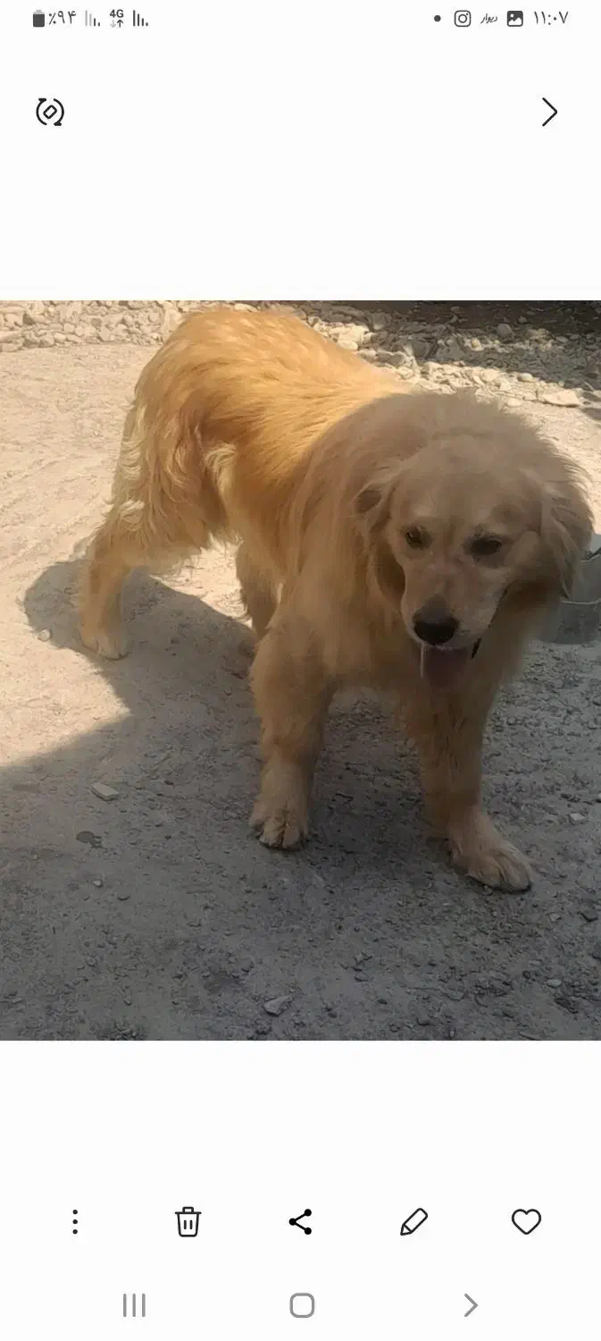 گلدن نربااصالت جهت کشش با گلدن ماده شما|سگ|لاهیجان, بازکیاگوراب|دیوار