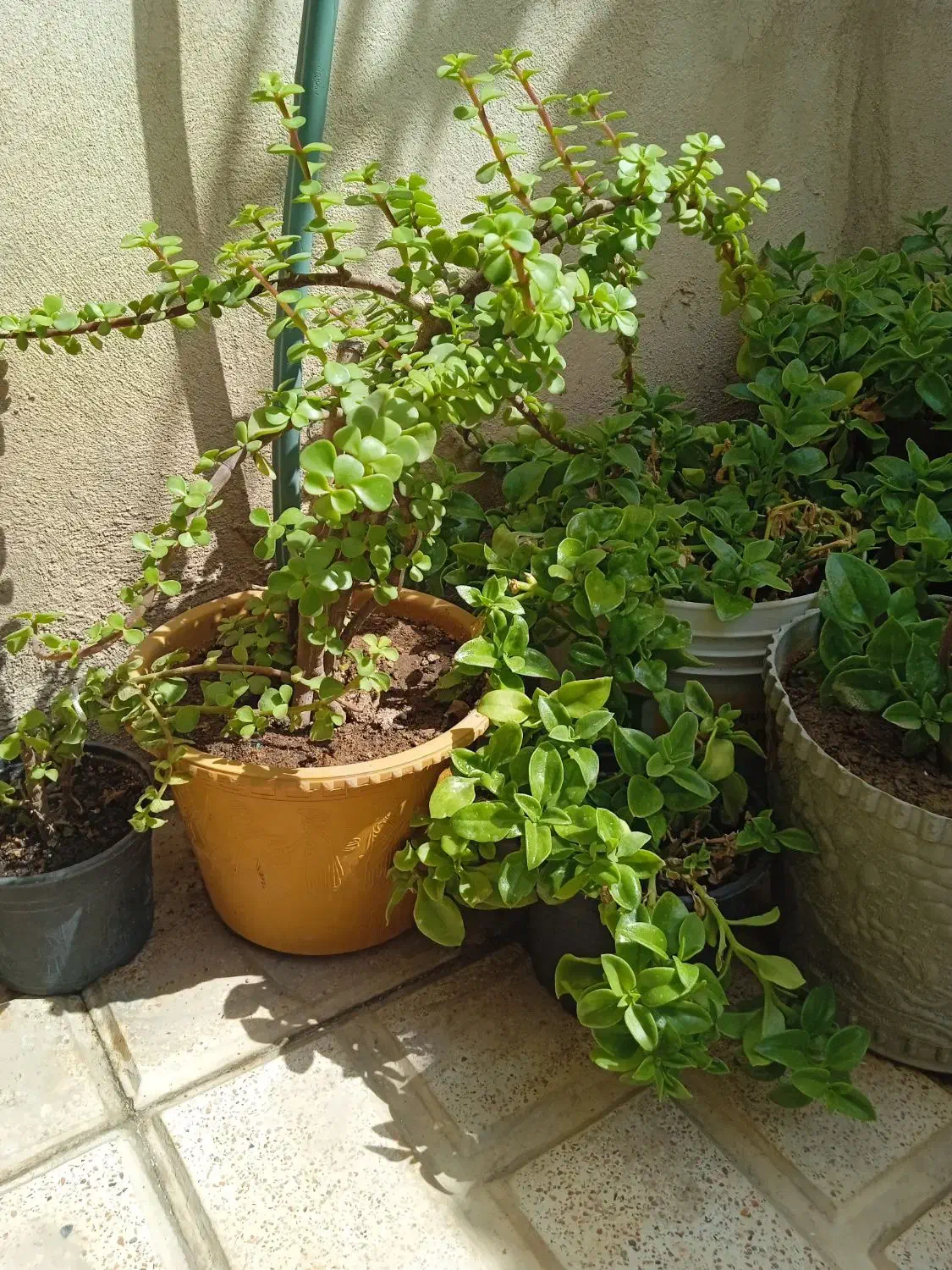 انواع گل مناسب آپارتمان وتراس وحیاط|گل و گیاه طبیعی|پاکدشت, پاکدشت (مامازند)|دیوار