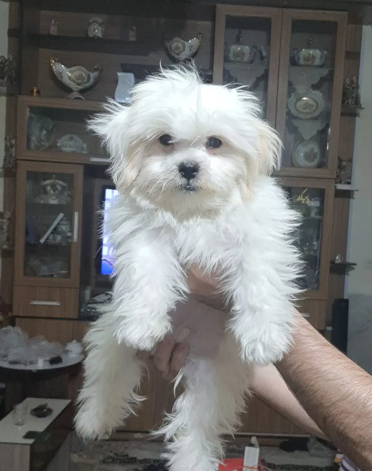 سگ‌قشنگ‌وشیتزو کره.سالم‌زیبا‌ ‌هفت‌  تومن‌ .|سگ|یزد, |دیوار