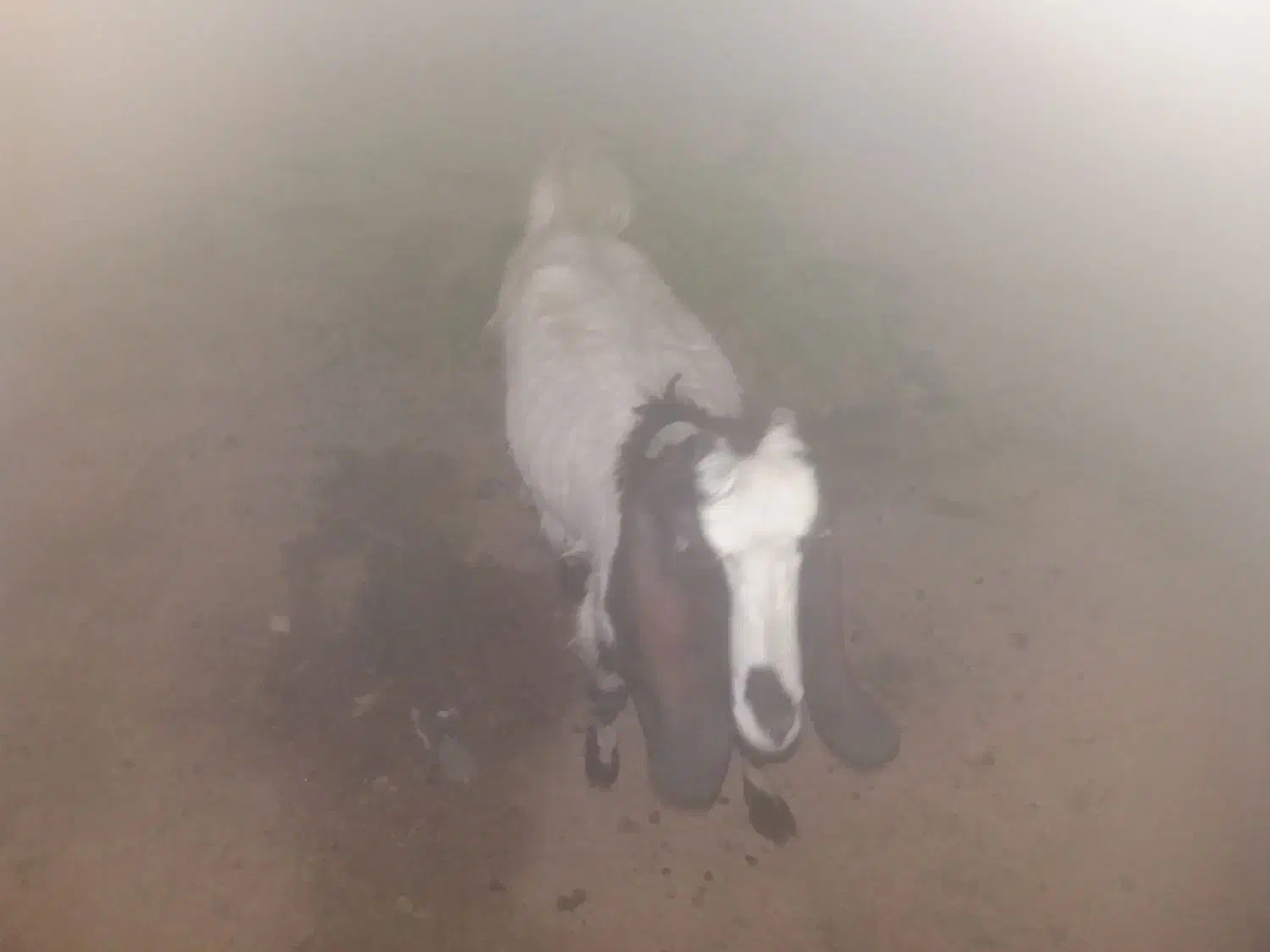 بز و بیگ داشتی|حیوانات مزرعه|شوشتر, |دیوار