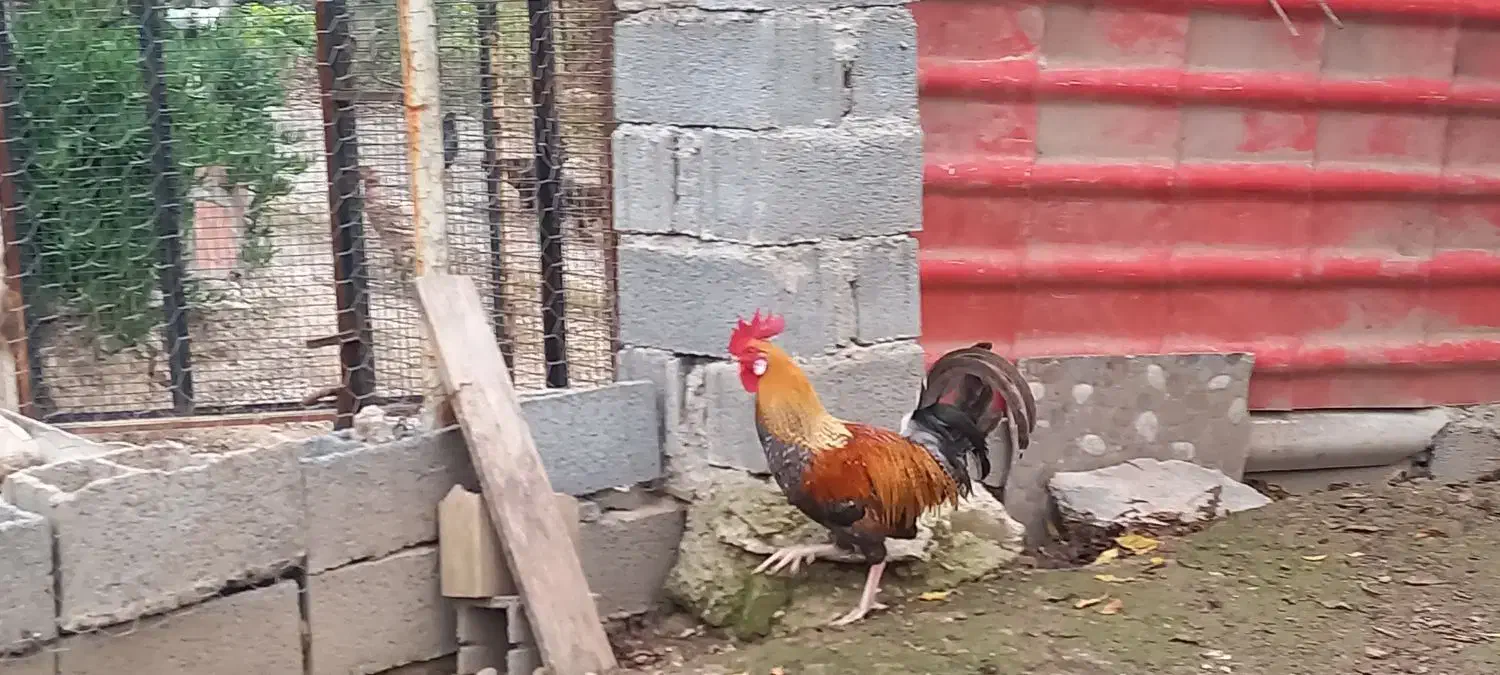 خروس محلی|حیوانات مزرعه|ساری, |دیوار