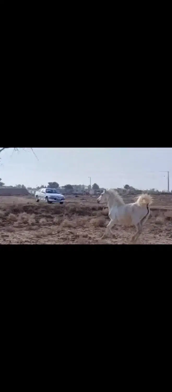 اسب کورد|اسب و تجهیزات اسب‌سواری|الیگودرز, |دیوار