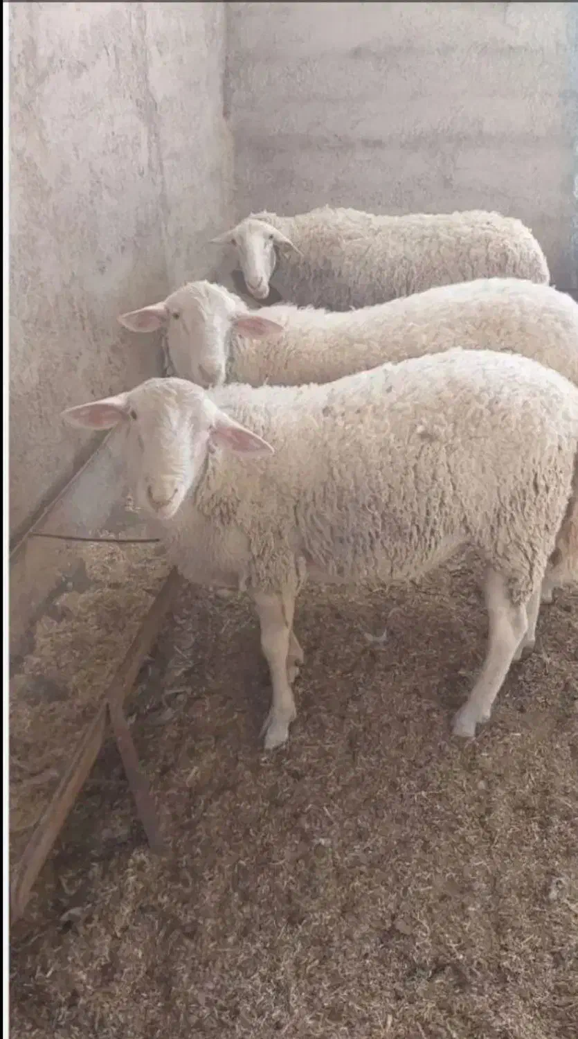 میش لاکن اصل آبستن سنگین|حیوانات مزرعه|اشکذر, |دیوار