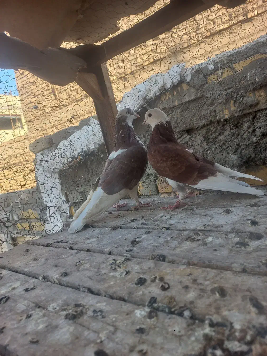 کفتر|پرنده|یزد, |دیوار