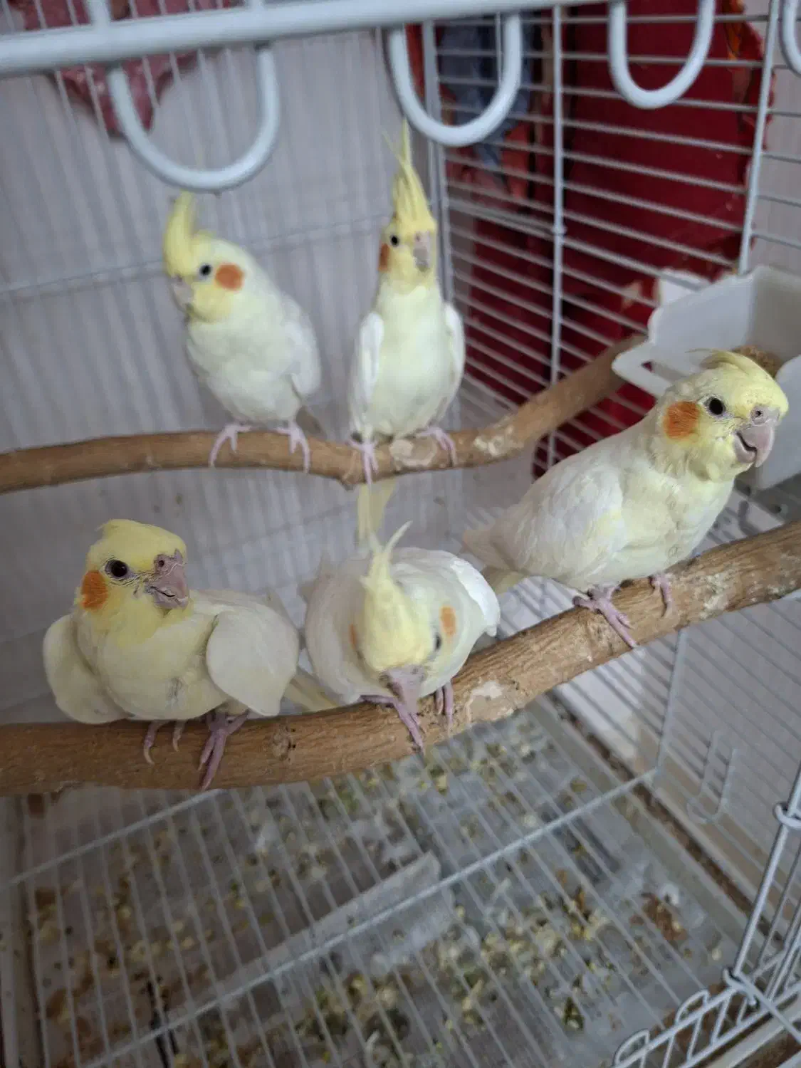 جوجه عروس هلندی فوق العاده زیبا|پرنده|قزوین, |دیوار