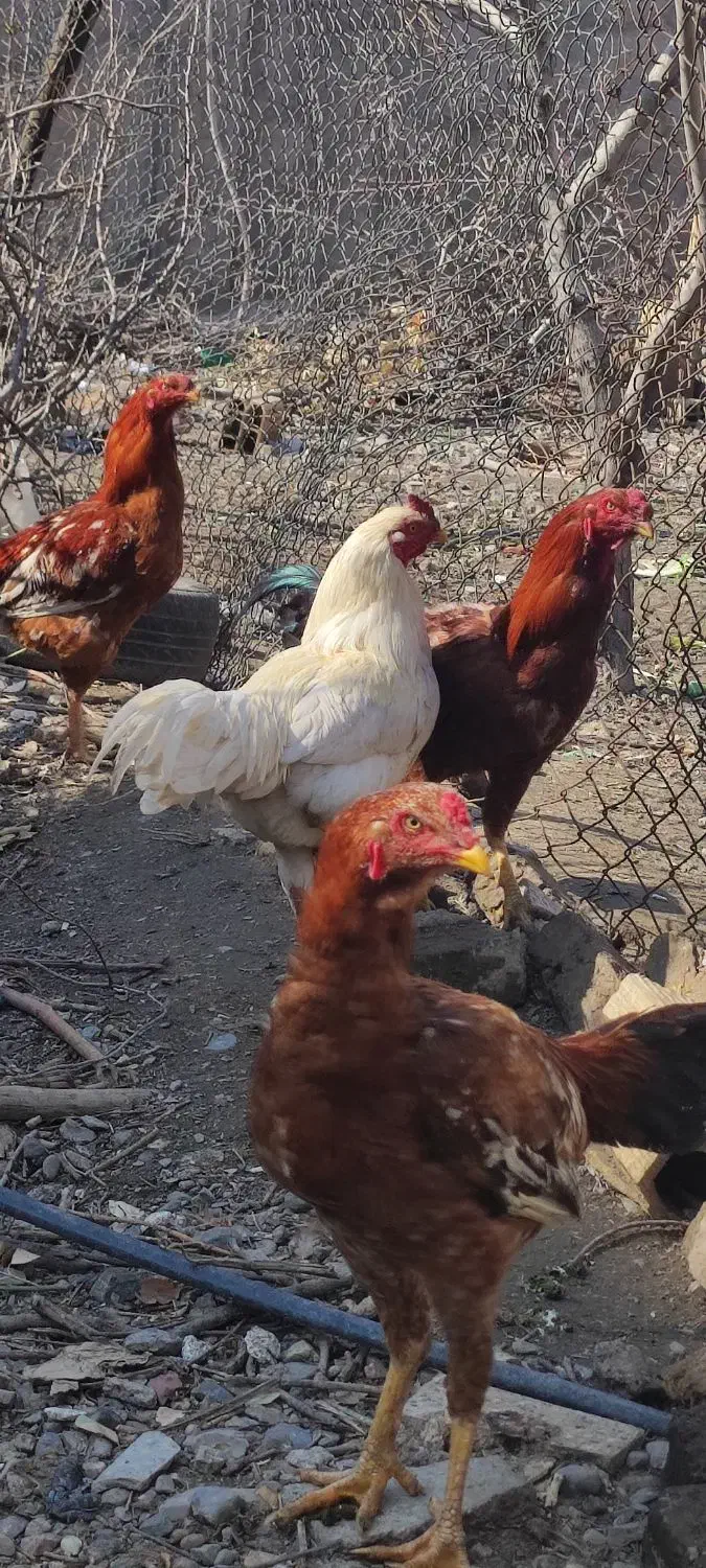 خروس|حیوانات مزرعه|مشهد, منزل آباد|دیوار