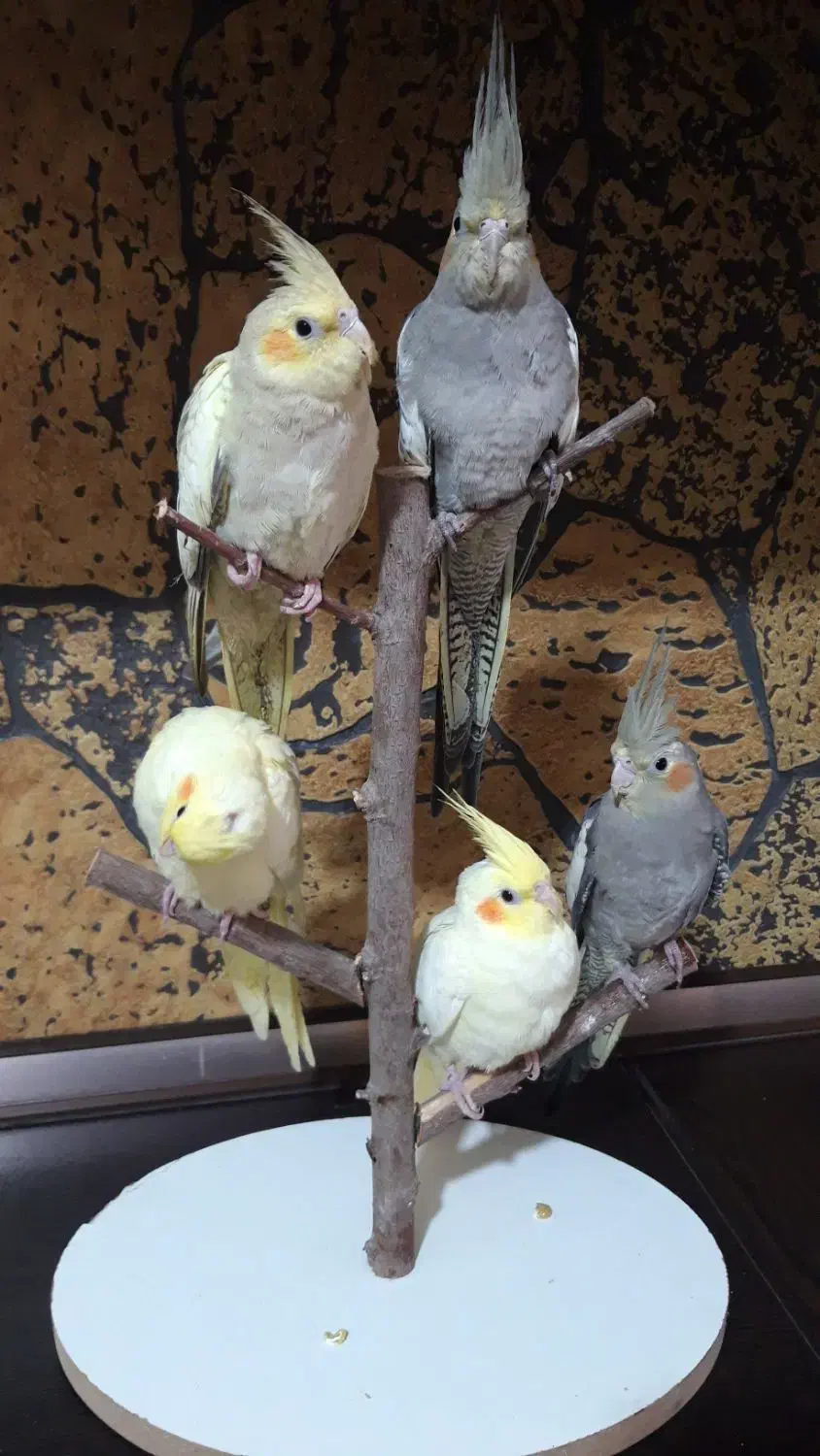 پنج تا عروس هلندی ۳ ماهه|پرنده|اسلامشهر, مظفریه|دیوار