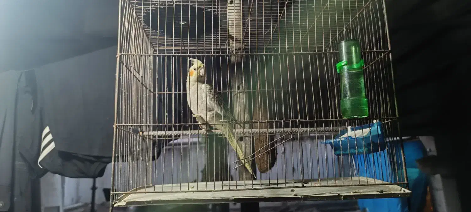 پرنده خانگی|پرنده|مهدی شهر, |دیوار