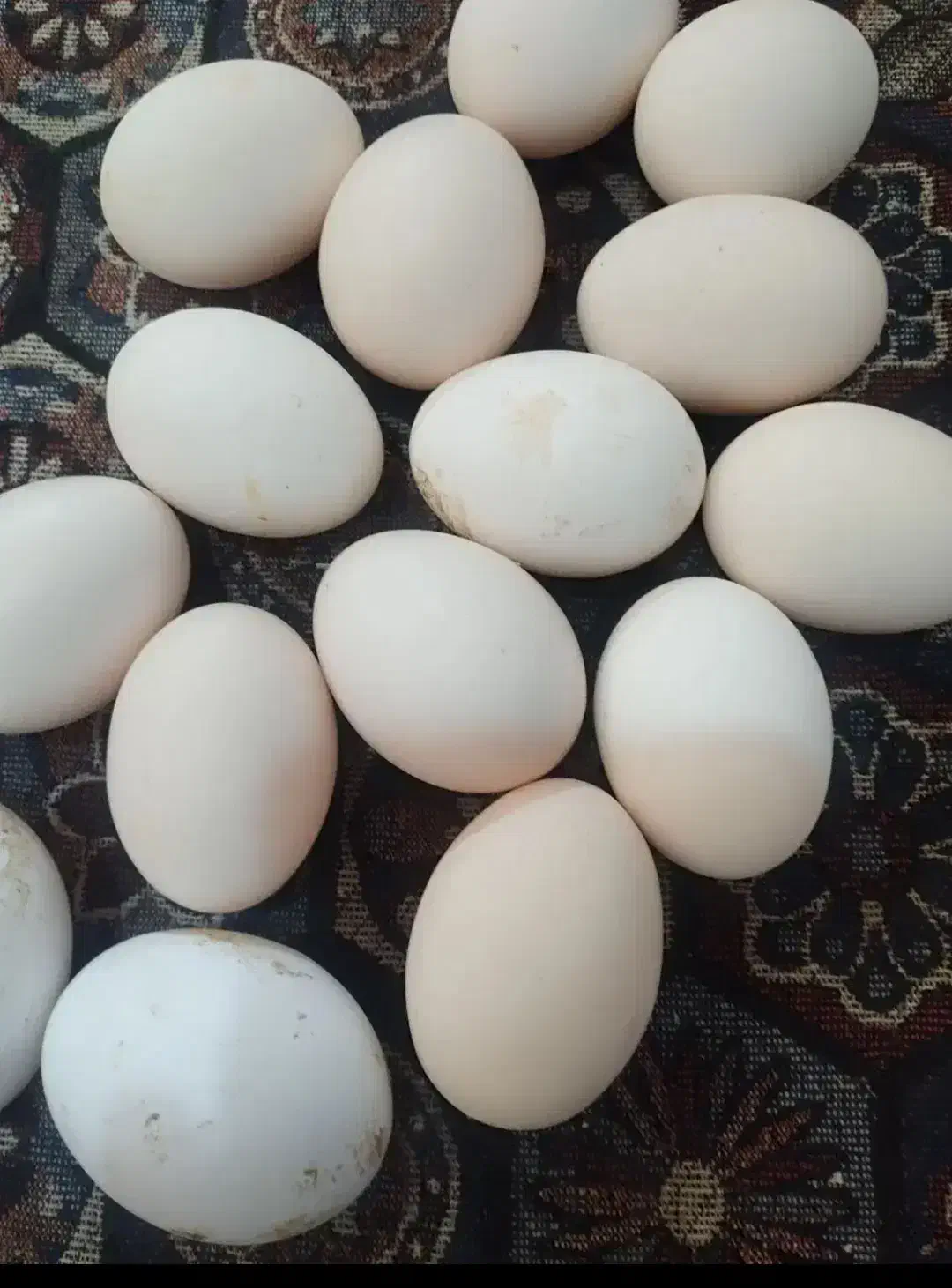 لبنیات|خوردنی و آشامیدنی|خرم‌آباد, |دیوار