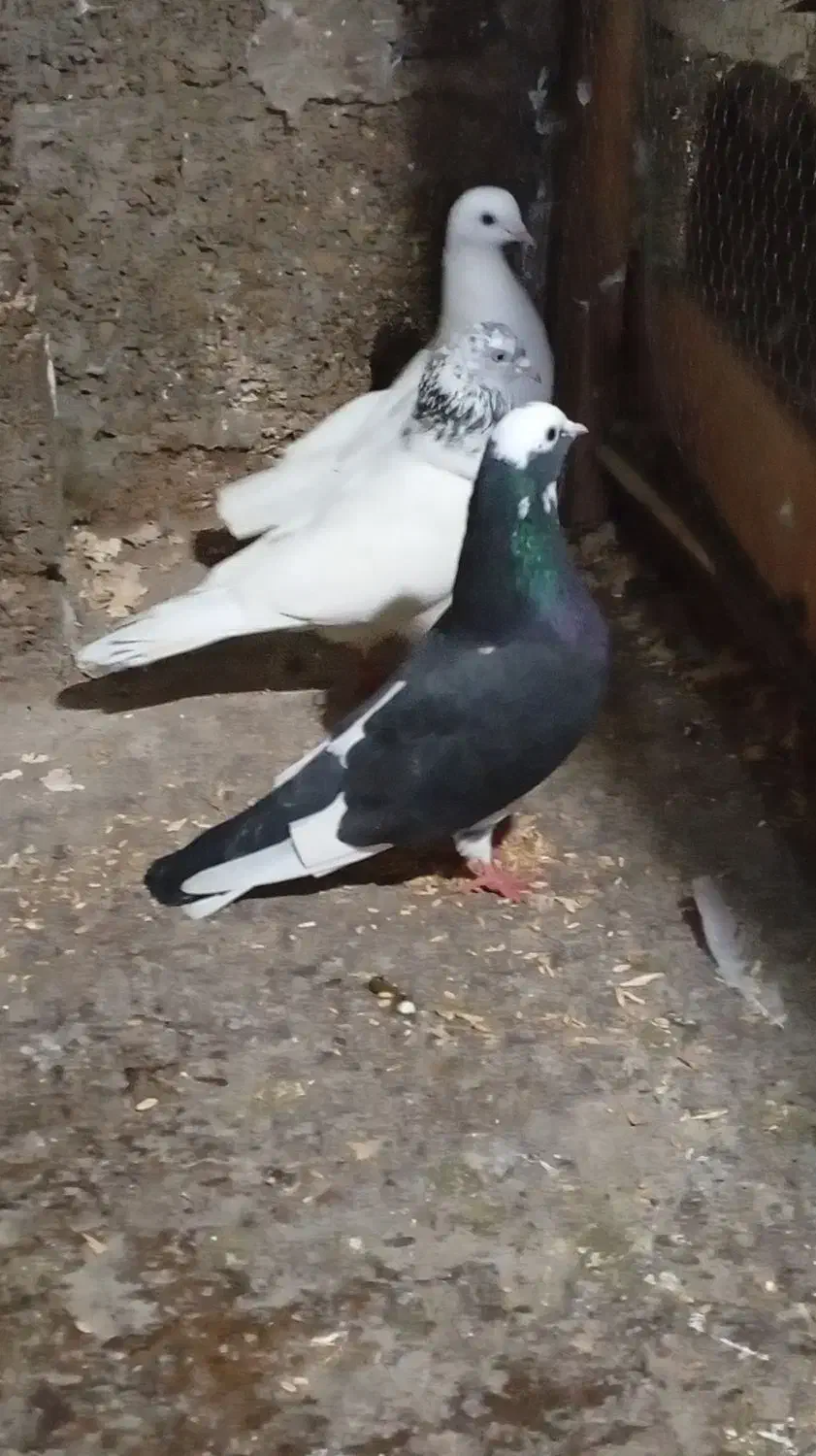 کبوتر یاکفتر|پرنده|رشت, حافظ آباد|دیوار