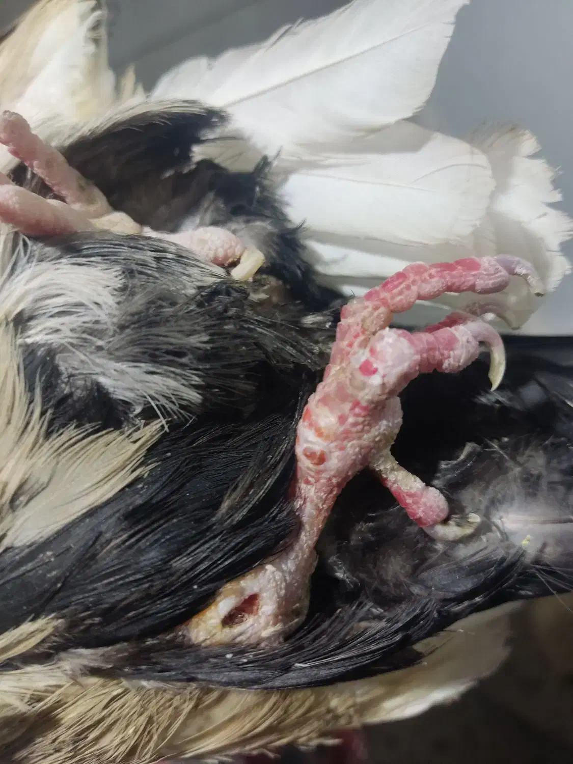 کبوتر کله ای گوره سرخ|پرنده|بروجرد, |دیوار