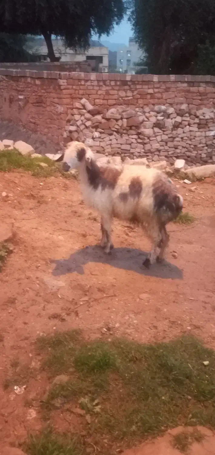 شیشک|حیوانات مزرعه|مسجد سلیمان, |دیوار