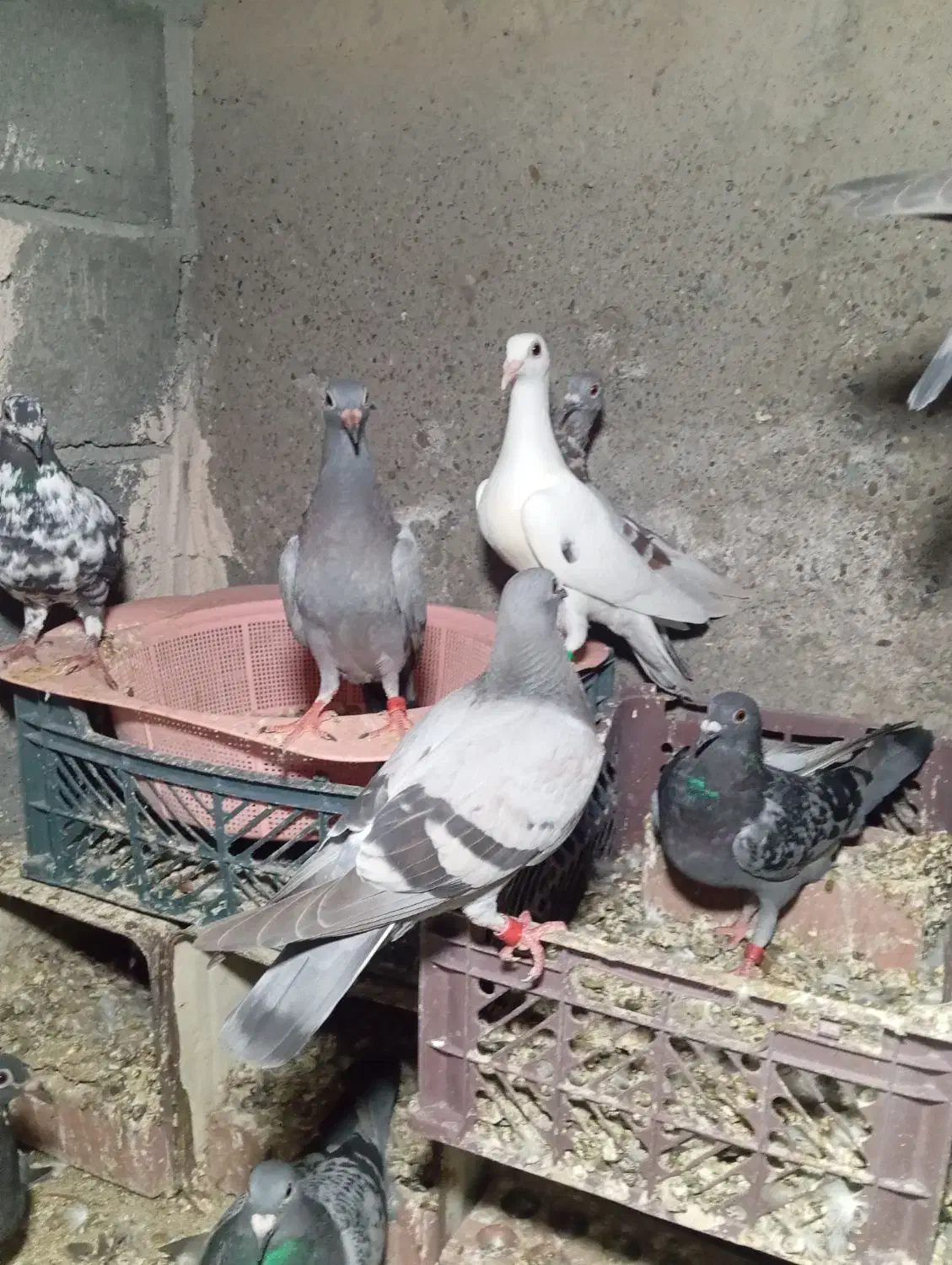 کبوتر پلاکی چند نژاد خوب کسی خواست درخدمتم|پرنده|منوجان, |دیوار