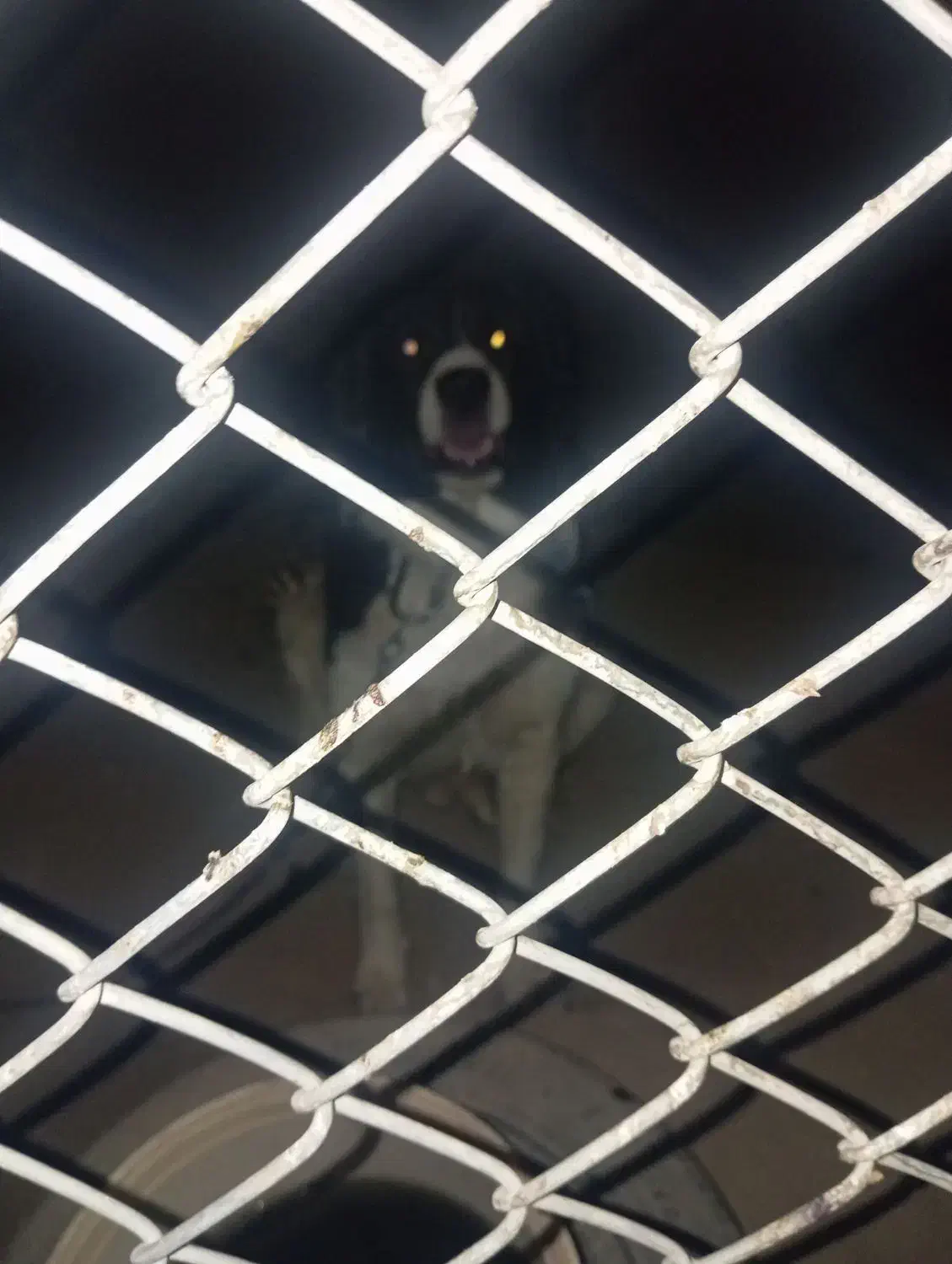 واگذاری سگ قدرجونی|سگ|سیرجان, |دیوار