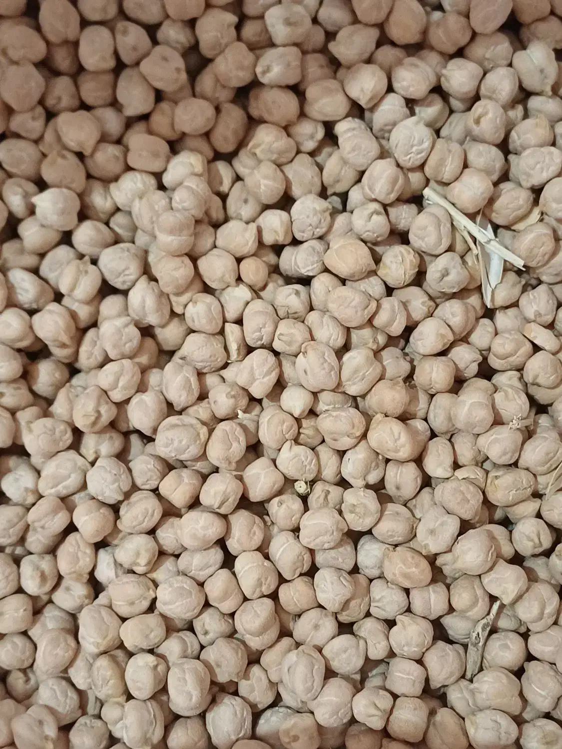 نخود|خوردنی و آشامیدنی|بزینه رود, |دیوار