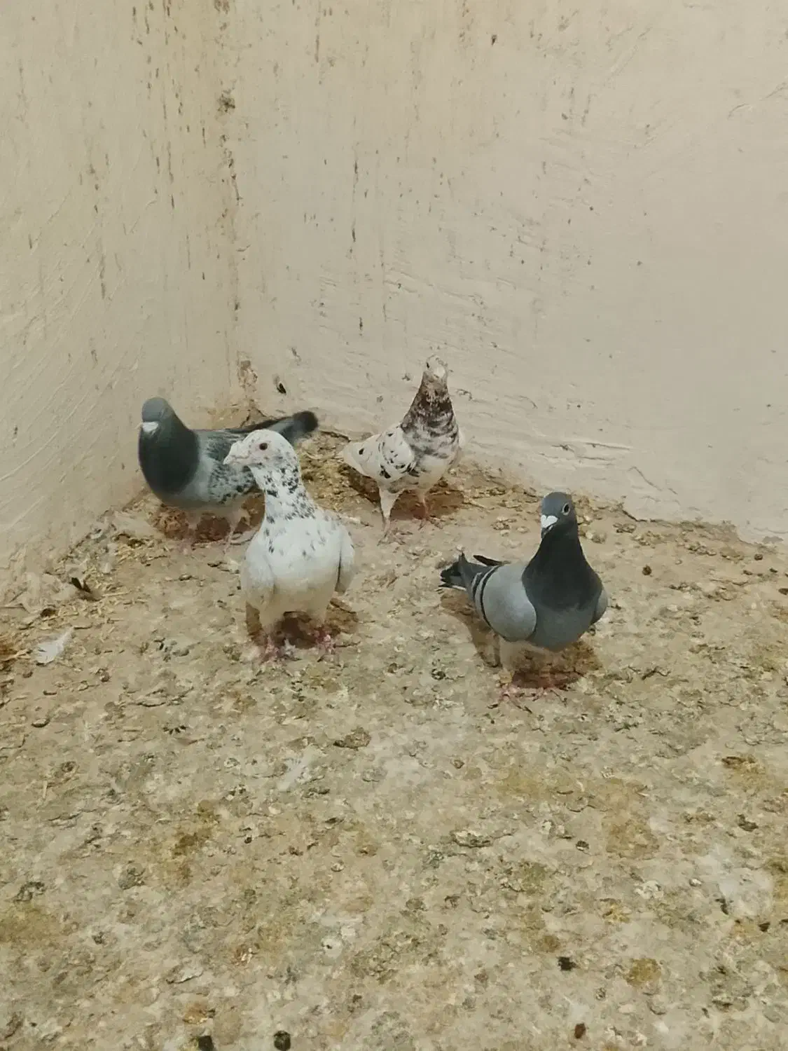 کبوتر سرور سبز سار پولکی جفت|پرنده|گلبهار, بیزکی|دیوار