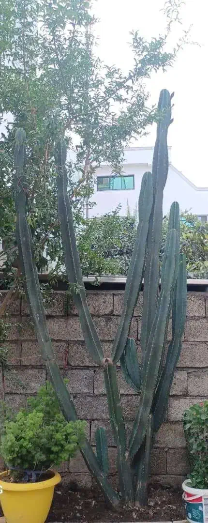 گل کاکتوس|گل و گیاه طبیعی|نور, |دیوار