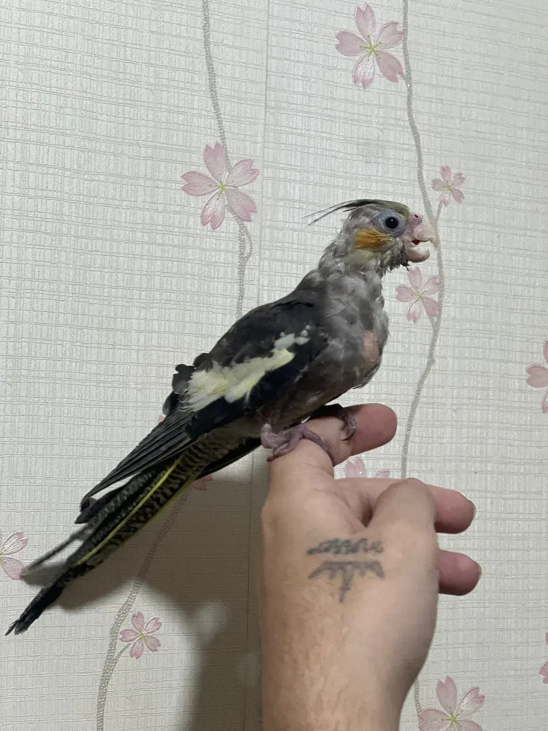 عروس جفت با جوجه|پرنده|قم, شاه سید علی|دیوار