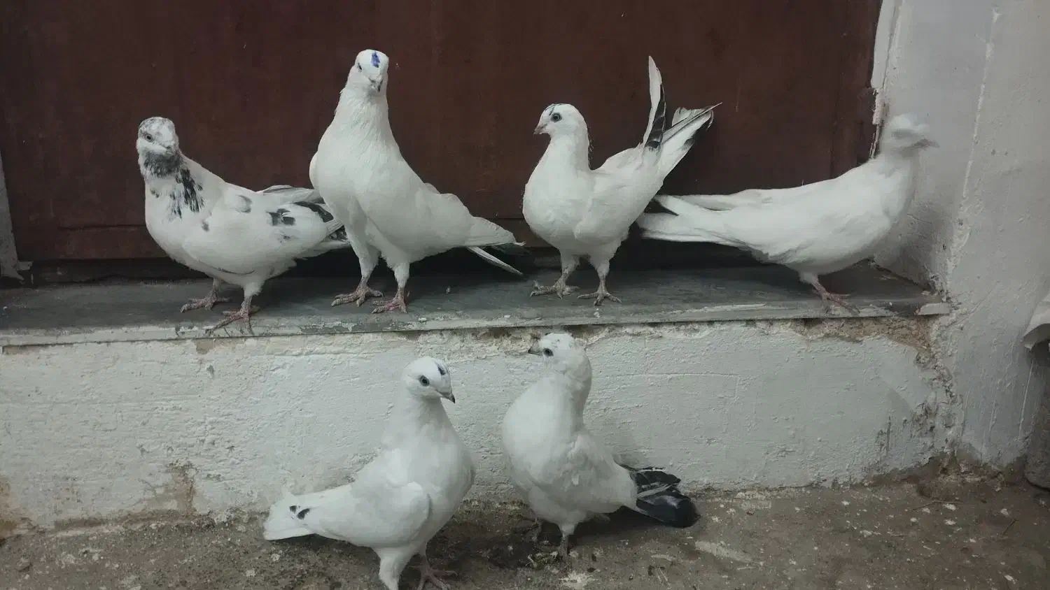 کبوتر|پرنده|آذرشهر, |دیوار