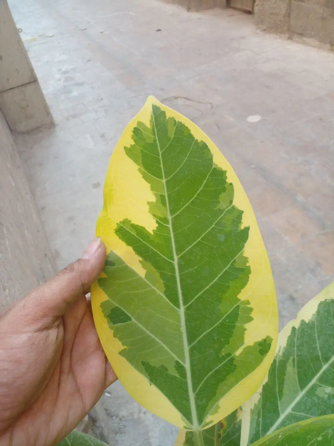 فیکوس سالم برگ پهن|گل و گیاه طبیعی|شیراز, شاهچراغ|دیوار