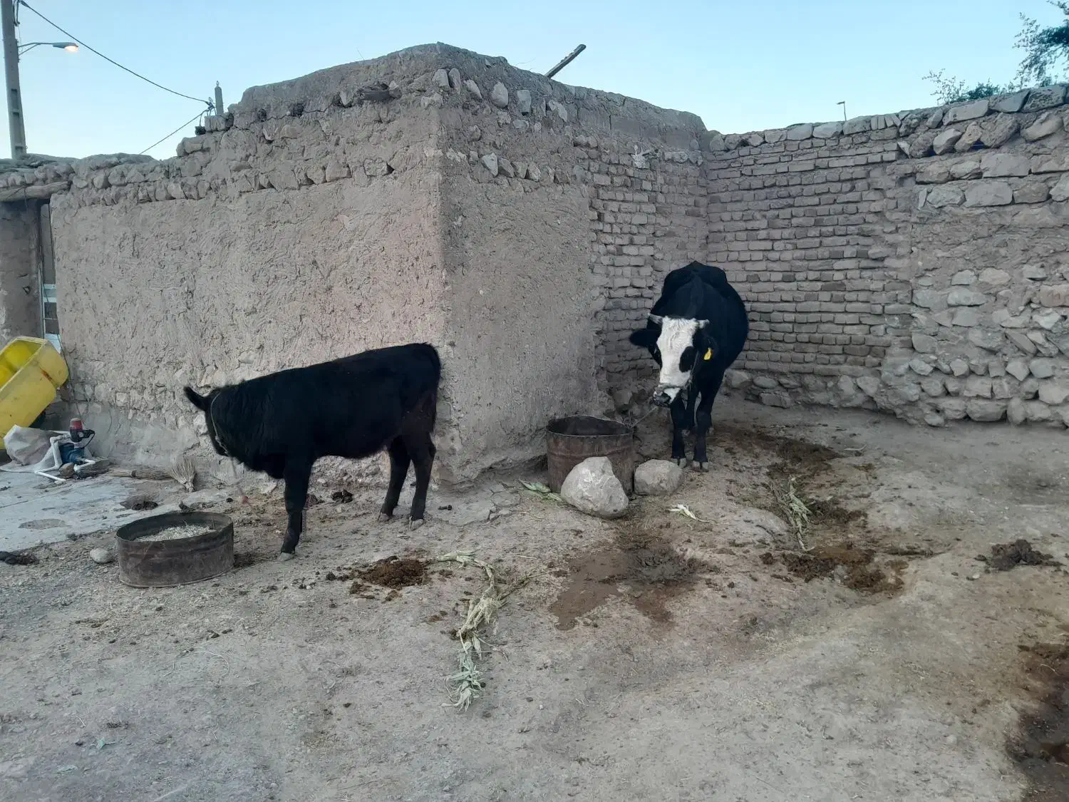 فروشی|حیوانات مزرعه|پلدختر, |دیوار