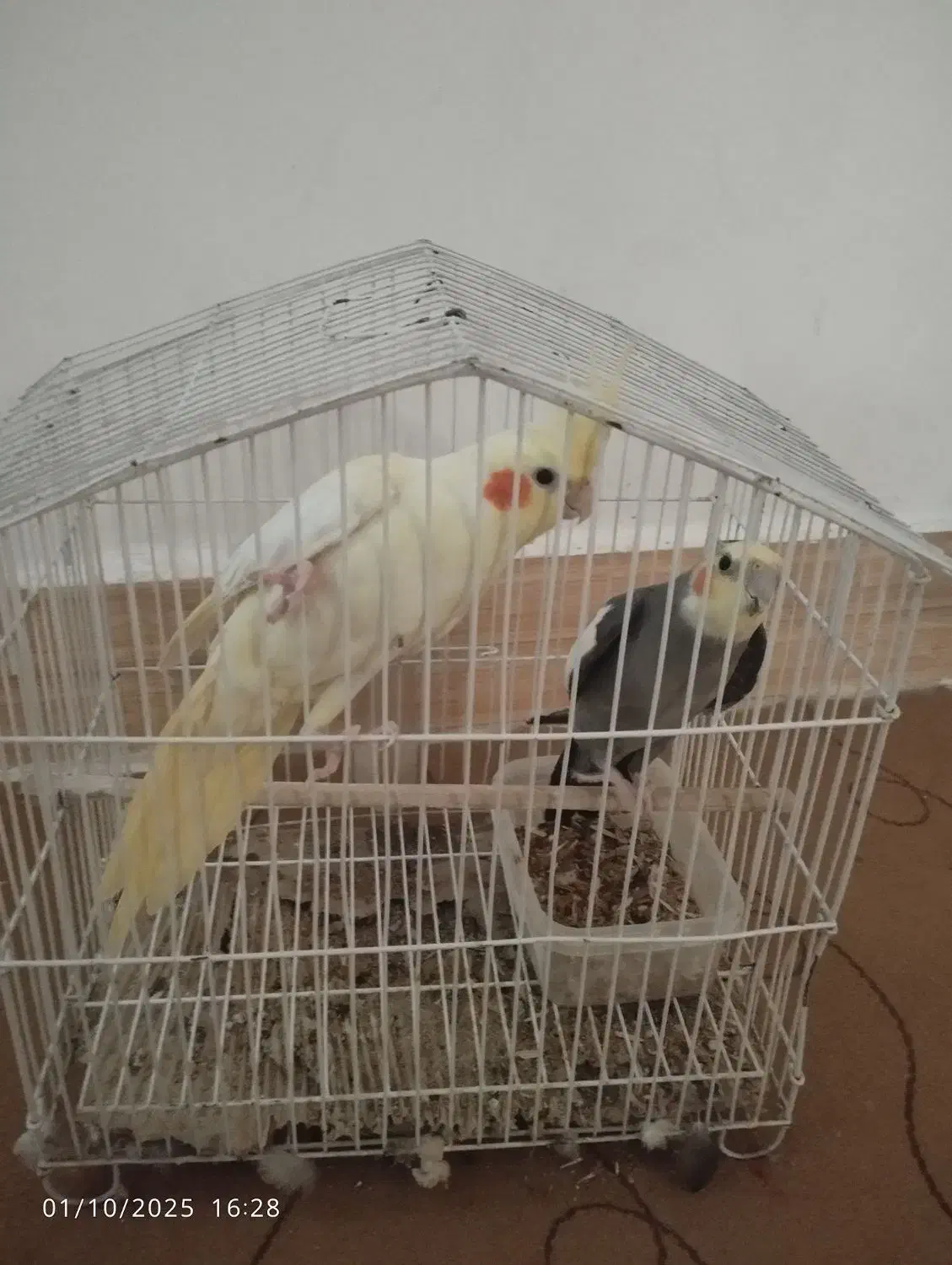 عروس هلندی|پرنده|ایرانشهر, |دیوار