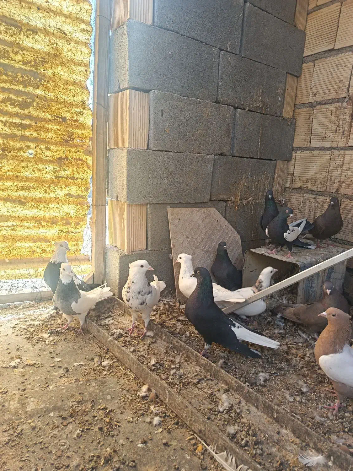 دسته کبوتر رنگی|پرنده|شهرضا, |دیوار