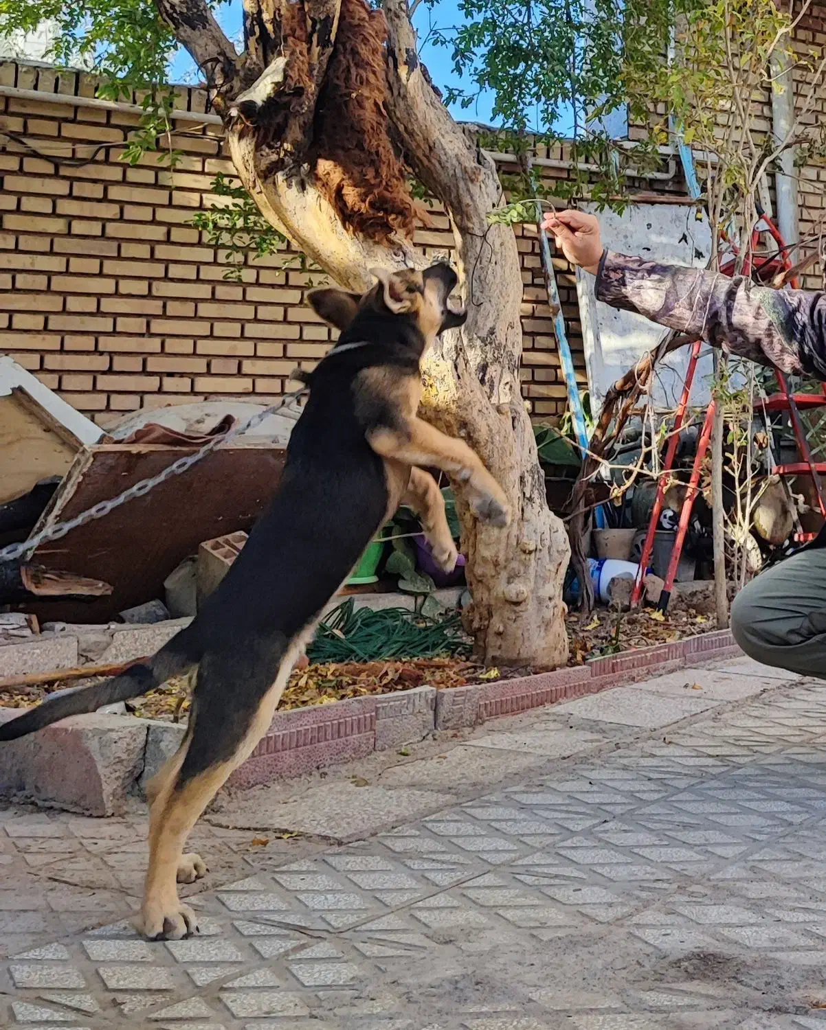 ژرمن اصیل|سگ|سمنان, |دیوار