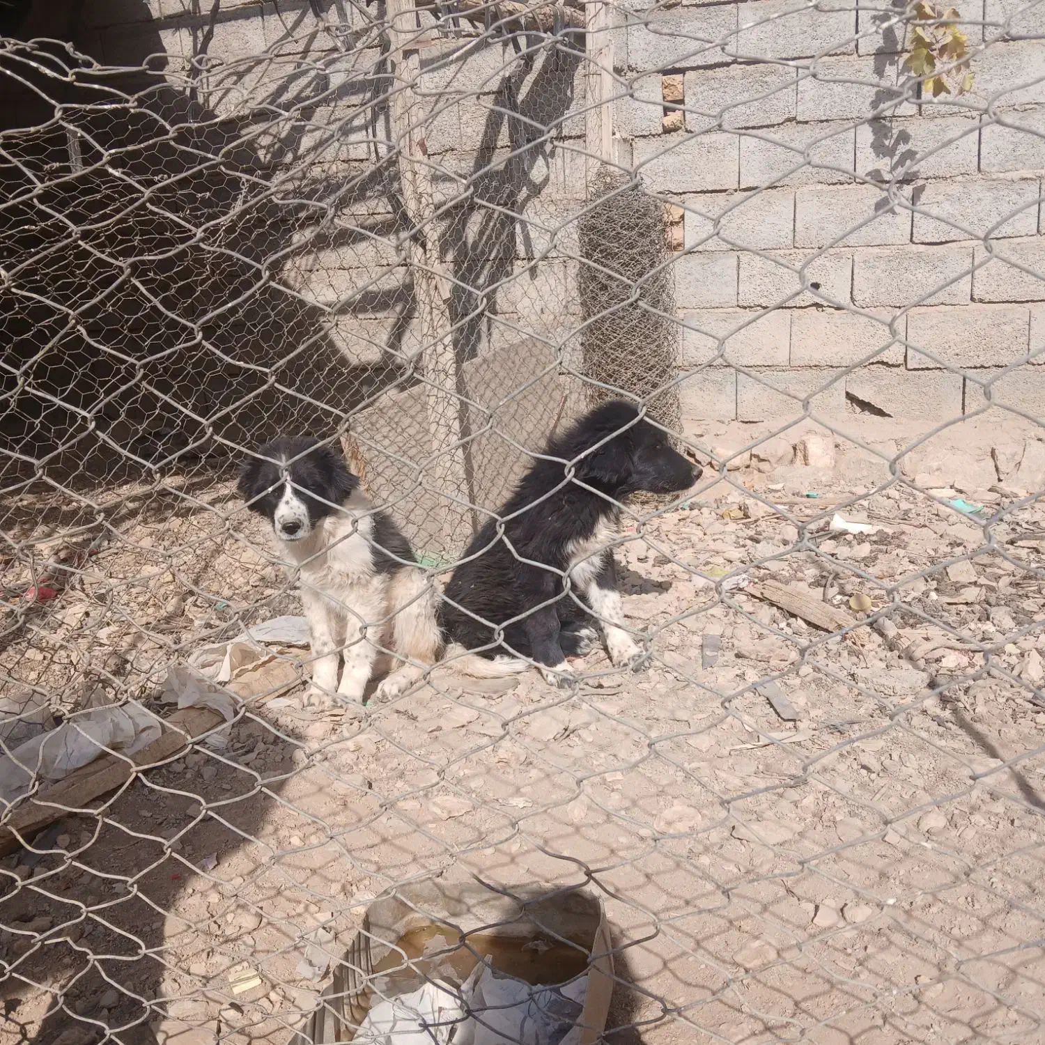 توله لاس|سگ|بن, |دیوار