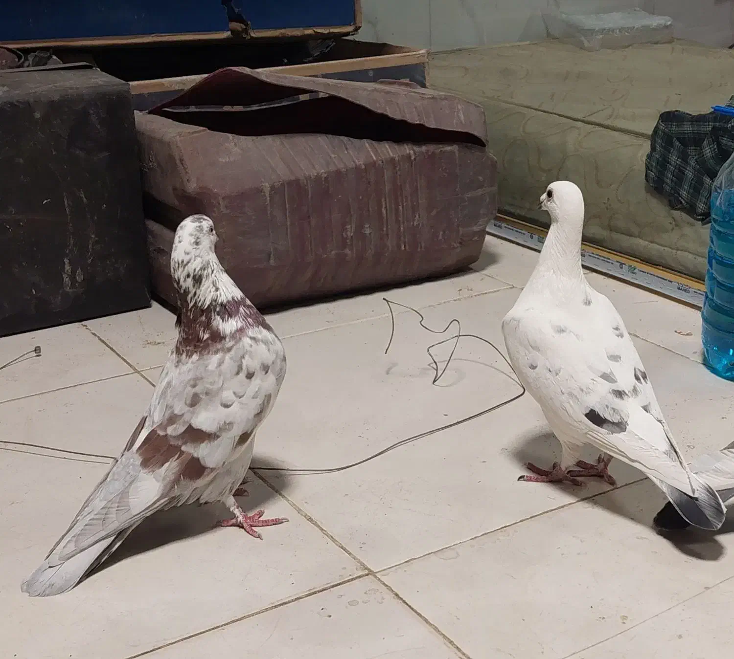 کبوتر جفت|پرنده|تبریز, |دیوار