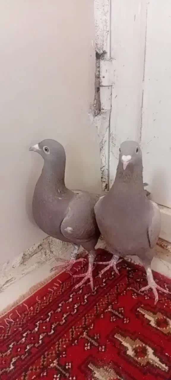 کفتر|حیوانات|قم, ناصردیوان|دیوار