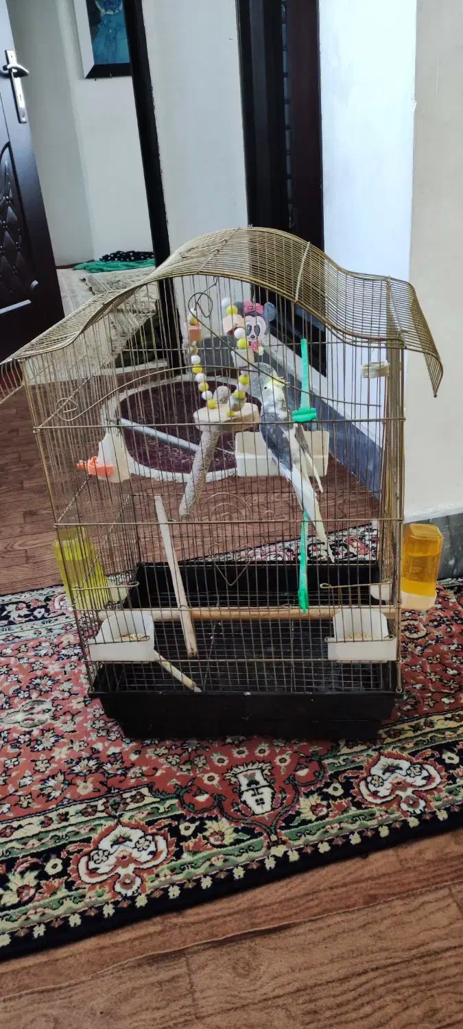 قفس پرنده بزرگ و سالم|لوازم جانبی حیوانات|ارومیه, |دیوار