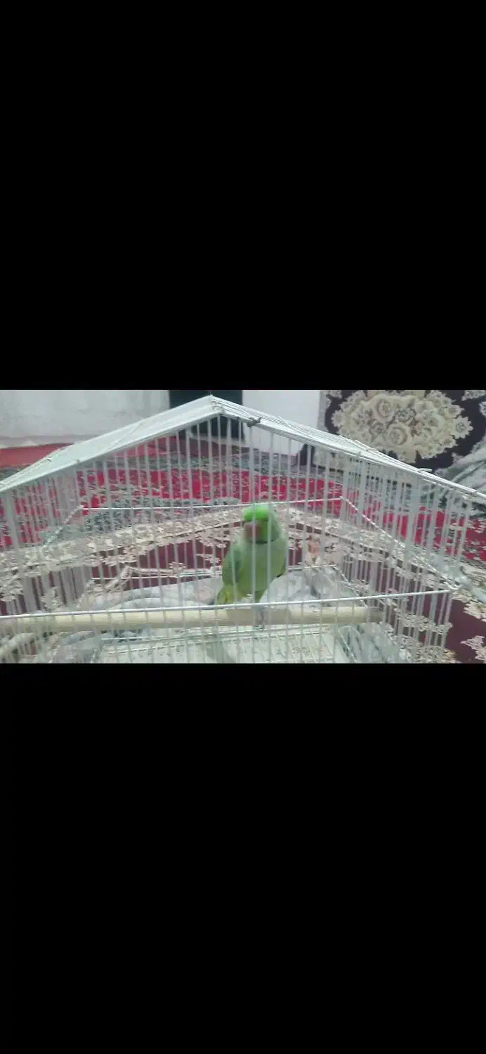 طولی ملنگو|پرنده|کرمانشاه, |دیوار