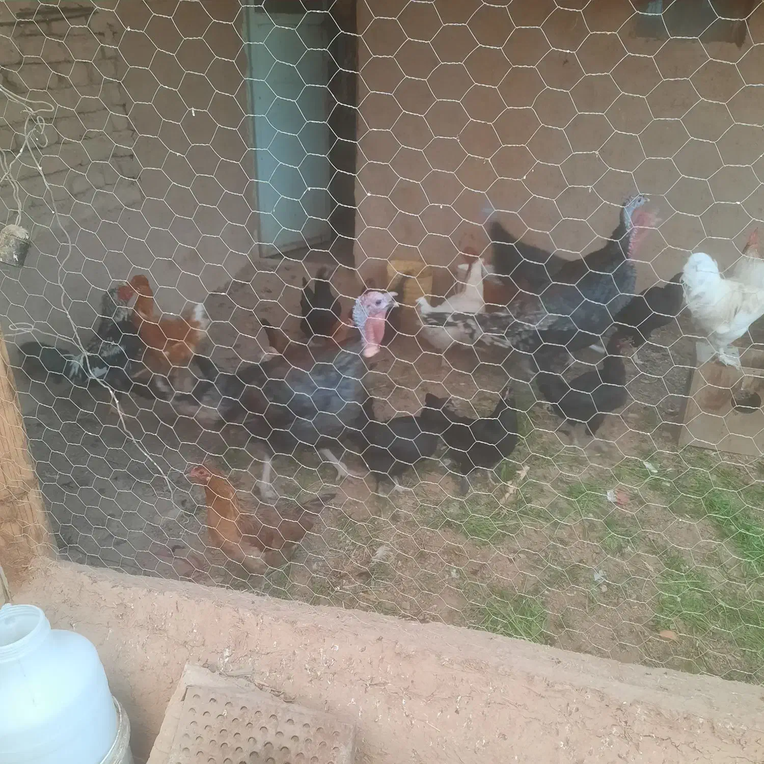 مرغ وخروس ،بوقلمون، بلدرچین|حیوانات مزرعه|بشاریات, |دیوار