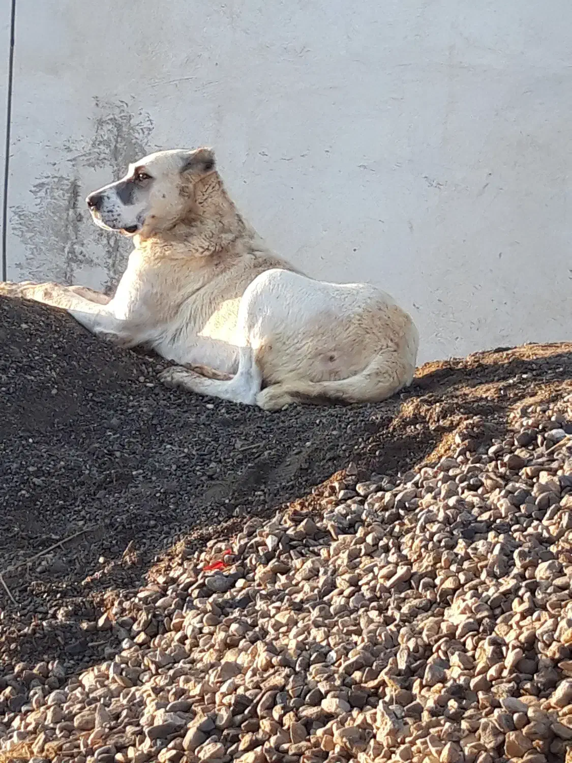 ماده الابای روسی|سگ|سیمین شهر, |دیوار