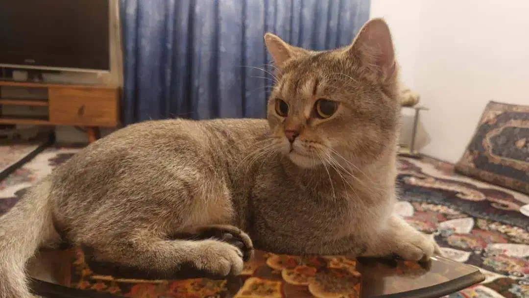 فروش گربه|گربه|کردکوی, |دیوار