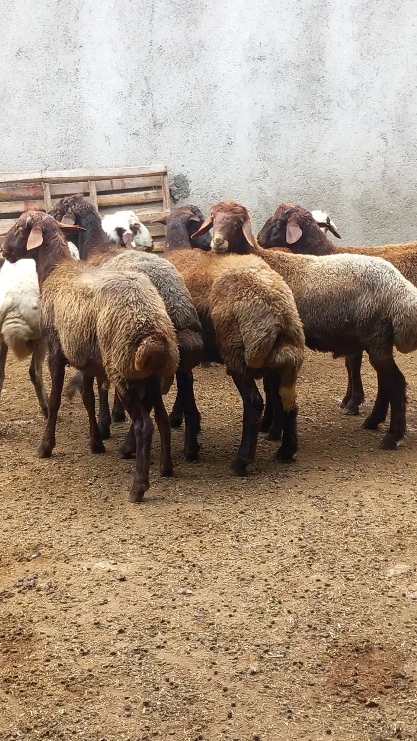 گوسفند نربره|حیوانات مزرعه|آق قلا, |دیوار