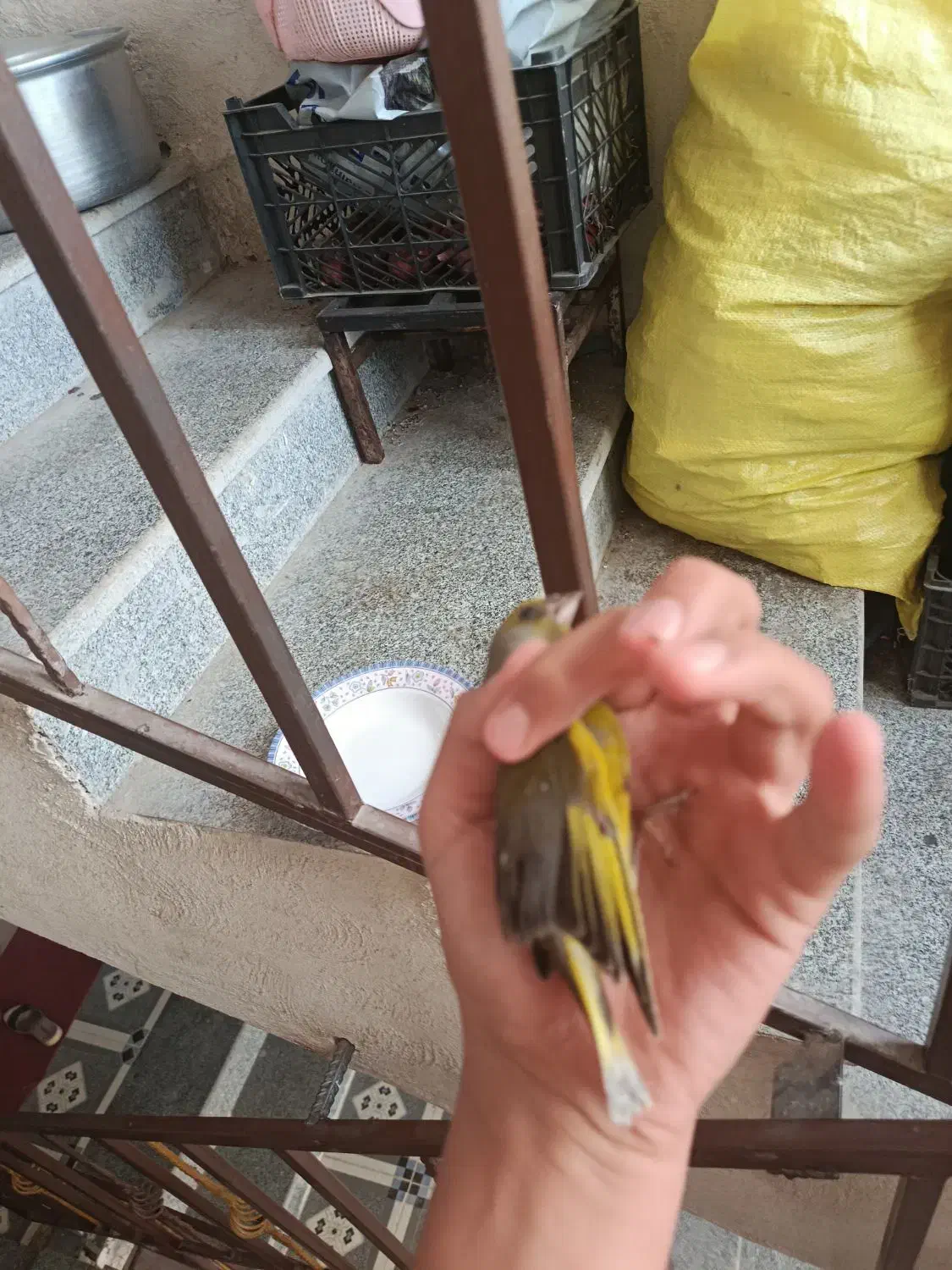 سهره سبز|پرنده|یاسوج, |دیوار