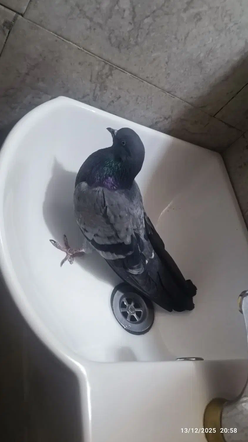 کبوتر|حیوانات|زابل, |دیوار